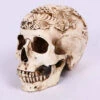Decorative White Resin Model Skull - Escape Room Prop