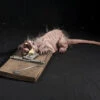 Animated Rat Trap Halloween Prop