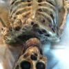 Corpsed Full Skeleton Halloween Prop