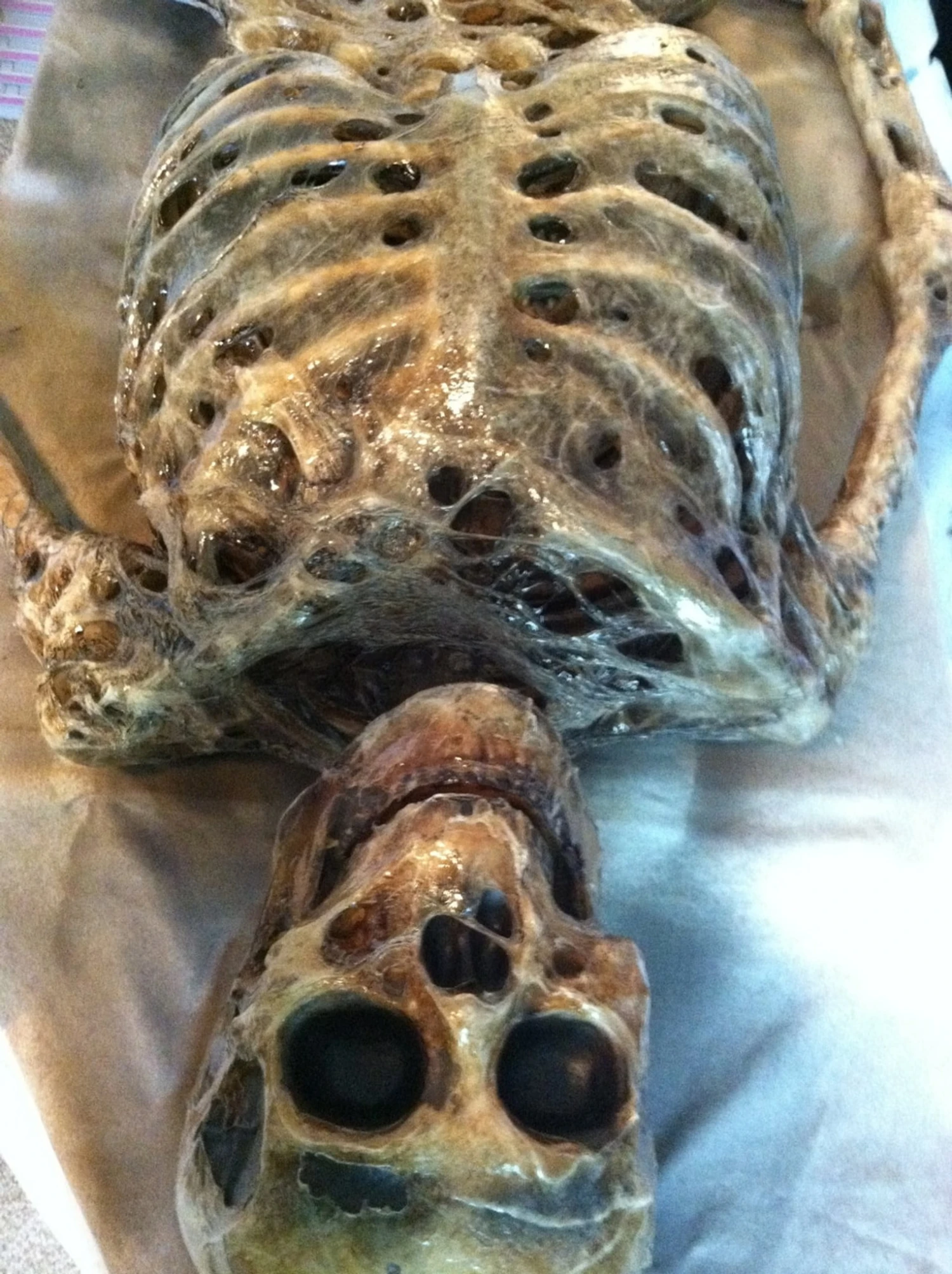 Corpsed Full Skeleton Halloween Prop