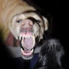 Rabid Dogs - Haunted House Halloween Sound Effects - MP3 Download
