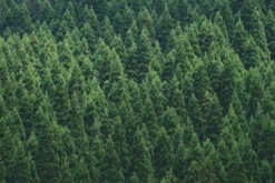 Pine Forest Fog Scent