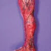Skinned Right Leg Halloween Prop