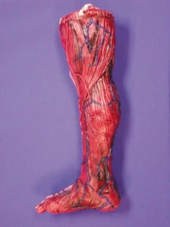 Skinned Right Leg Halloween Prop
