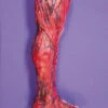 Skinned Left Leg Halloween Prop