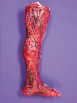 Skinned Left Leg Halloween Prop