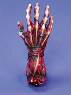 Skinned Right Hand Halloween Prop