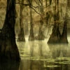 Swamp Fog Scent