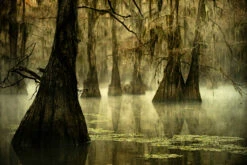 Swamp Fog Scent